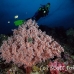 coral_soft_pc_h_0705_png1918.jpg